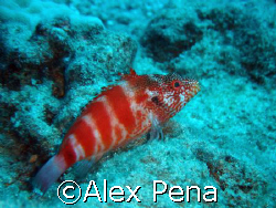 redbarred hawkfish. hanauma bay, oahu. by Alex Pena 